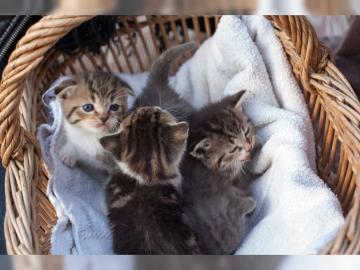 Scottish Fold/EkH BKH/EKH Kitten