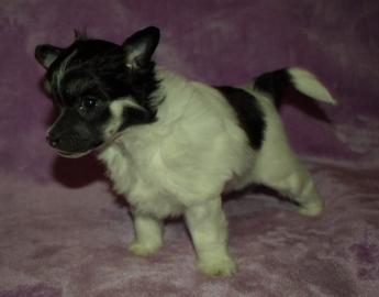 Chinesischer Schopfhund/Chinese crested