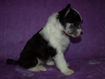 Chinesischer Schopfhund/Chinese crested