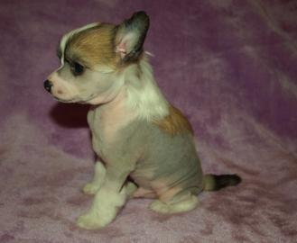 Chinesischer Schopfhund/Chinese crested