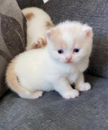 Baby kitten mit papieren