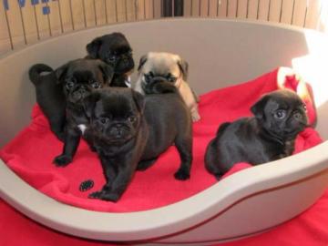 Mini Mops babys Beige und schwarz mit pa