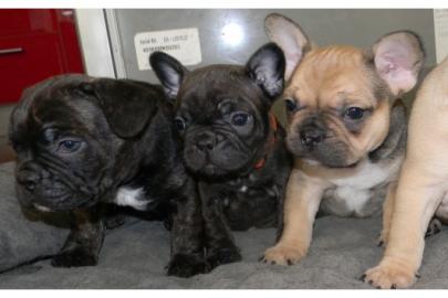 super sute Franz�sische Bulldoggen Welpe
