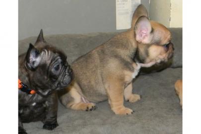 super sute Franz�sische Bulldoggen Welpe