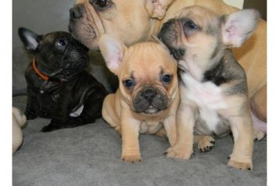 super sute Franz�sische Bulldoggen Welpe
