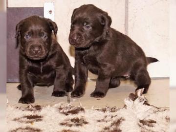 Wundervolle Labrador Welpen mit Papiere