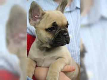 Franz�sische Bull Whatsapp +33758481398
