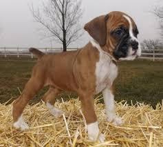 Boxer Welpe