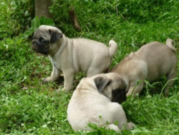 S��e Mops Welpen