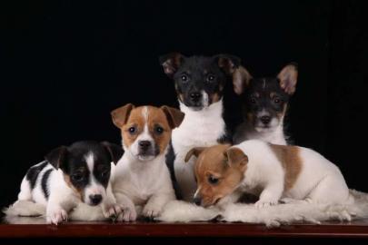Reinrassige Jack-Russel-Terrier Welpen