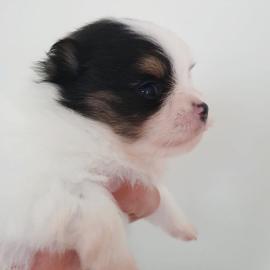 Mini Pomeranian Welpen