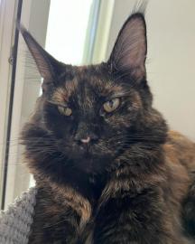 Maine Coon K�tzchen zur Adoption freigeg