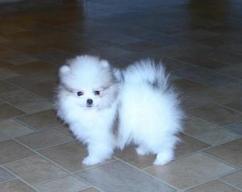 Wundersch�n zwergspitz-pomeranian Welpen