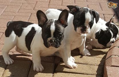 Sch�ne franz�sische Bulldoggen-Welpen