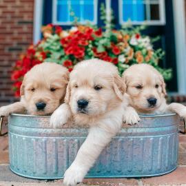 Reinrassige Golden Retriever Welpen