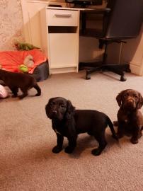 Working Cocker Spaniel Welpen
