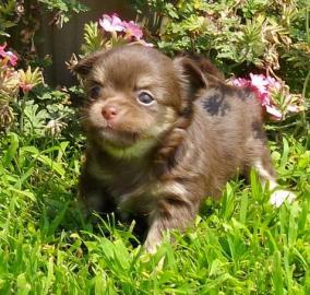 CHIHUAHUA WELPEN