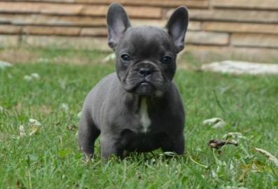 Bildsch�ne Franz.  Bulldoggen in verschie
