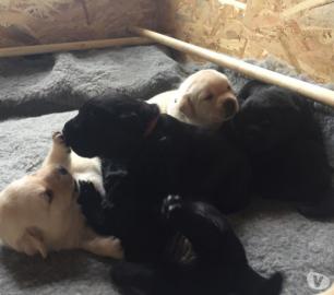 Verkauf von welpen dringend