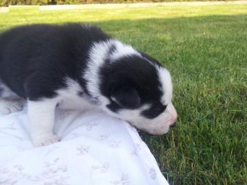 Wir haben Siberian Husky Welpen zu verk