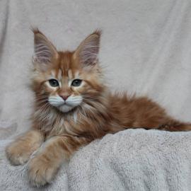 Maine Coon K?tzchen M?dchen & Jungen rei