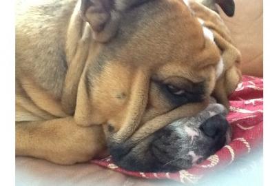 Exklusive Englische Bulldogge - English