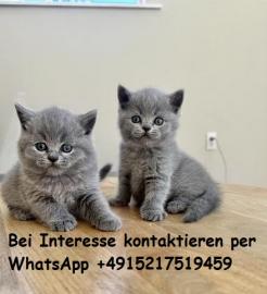 Britisches Kurzhaar K�tzchen