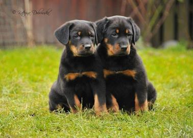 BEAUCERON � aus Zwinger l�Ami Noir