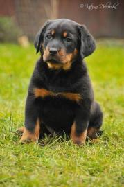 BEAUCERON � aus Zwinger l�Ami Noir