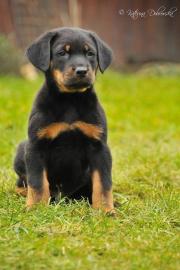BEAUCERON � aus Zwinger l�Ami Noir