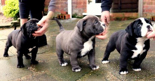 S??e American Pitbull Blueliner Welpen