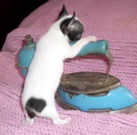 Zuckers�sse MINI chihuahua welpen