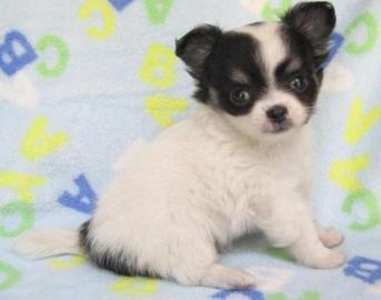 Zuckers�sse MINI chihuahua welpen