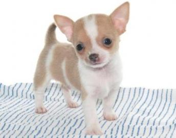 Zuckers�sse MINI chihuahua welpen