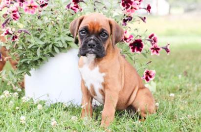 Wundersch?ne Boxer Welpen