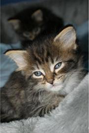 Reinrassige MainCoon mit Stammbaum