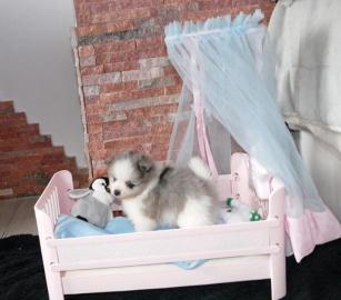 MINI Pomeranian Spitz Boo Welpe