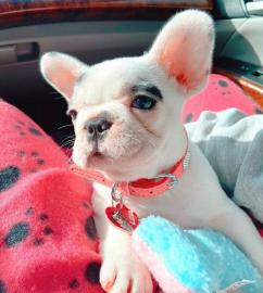 franz�sische bulldogge welpen