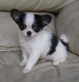 Mini Chihuahua Welpen. . suchen Traumplatz