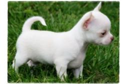 Mini-Chihuahua-Welpen (Langhaar und.  Kur