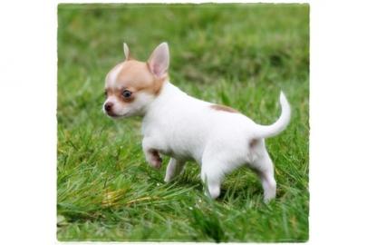Mini-Chihuahua-Welpen (Langhaar und.  Kur