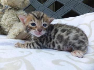 Wundersch�ne baby katzen
