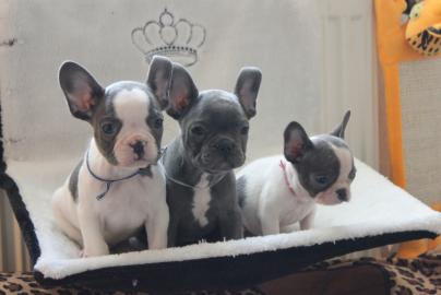 Franz�sische Bulldoggen Welpen