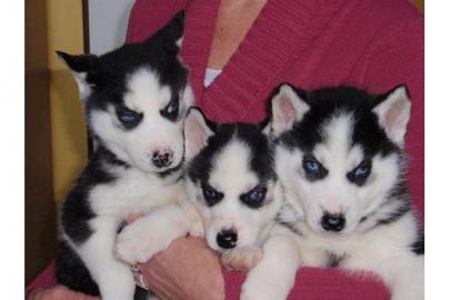 S��e Siberian husky welpen mit Stammbaum