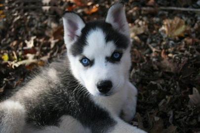 S��e Siberian husky welpen mit Stammbaum