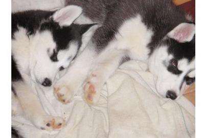 S��e Siberian husky welpen mit Stammbaum