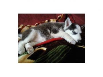 wundersch�ne Husky Welpen mit Papieren