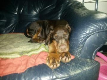 Dobermann Welpe