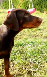 Dobermann Welpe
