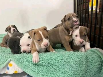 Blue Nose #Pitbull Welpe WhatsApp-Nummer